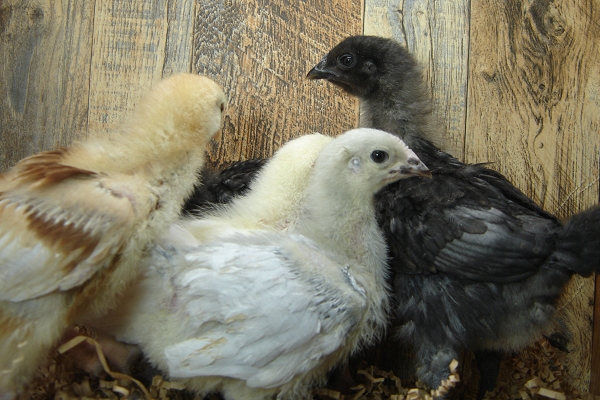 5 Pullet Chicks Week 3 - Gold Comet, Barred Rock, Amber White, Lavendar Orpington, & Steel Blue